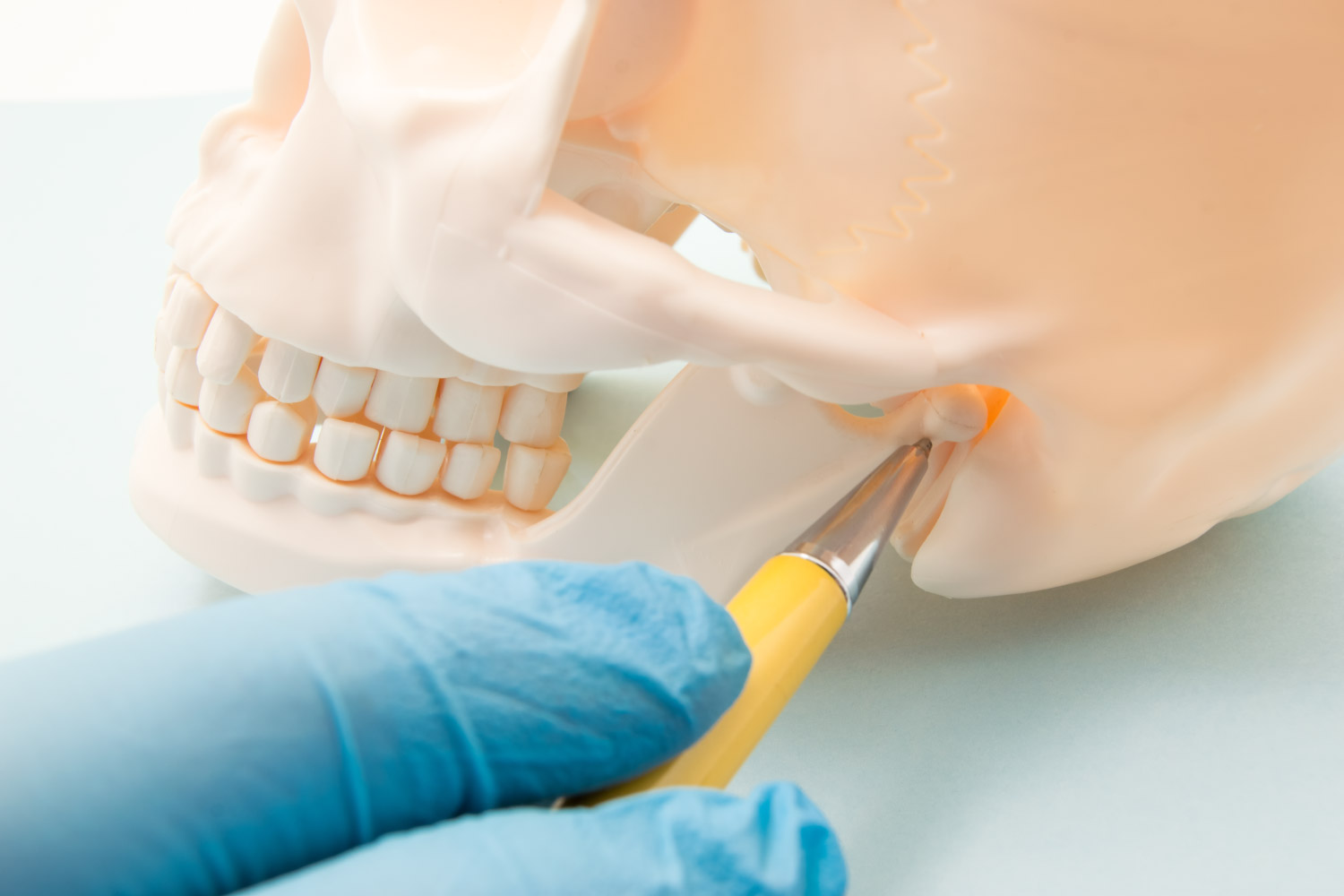 Closeup of a blue gloved finger using a yellow pen to point to the TMJ on the jaw joint of a fake skull